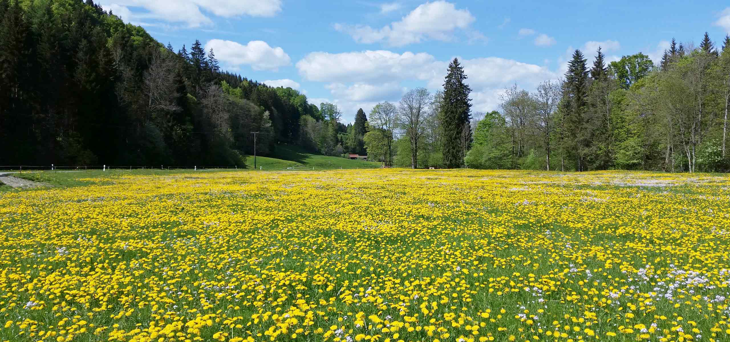 Natur pur auf dem Hof